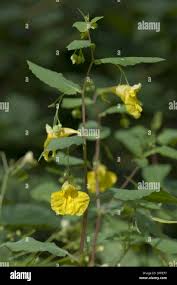 Attēlu rezultāti vaicājumam “Impatiens noli-tangere leaf”