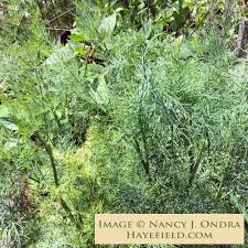 Attēlu rezultāti vaicājumam “Anethum graveolens”