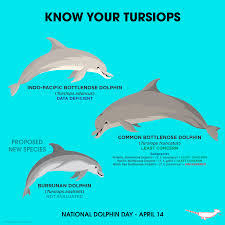 Image result for Tursiops truncatus