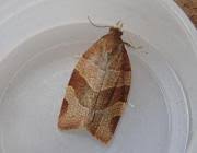 Attēlu rezultāti vaicājumam “Pandemis cinnamomeana female”