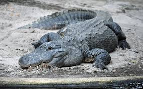 Image result for Alligator mississippiensis