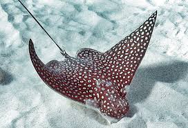 Image result for Aetobatus narinari