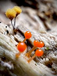 Attēlu rezultāti vaicājumam “Hemitrichia calyculata stalked”