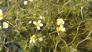 Attēlu rezultāti vaicājumam “Batrachium”