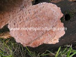 Attēlu rezultāti vaicājumam “Rigidoporus crocatus”