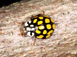 Attēlu rezultāti vaicājumam “Sospita vigintiguttata”