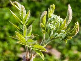Attēlu rezultāti vaicājumam “Sorbus aucuparia bud”