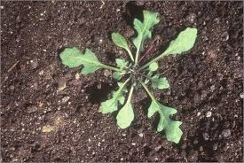 Attēlu rezultāti vaicājumam “Diplotaxis muralis leaf”