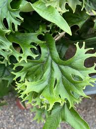 Attēlu rezultāti vaicājumam “Cribraria languescens”