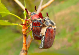 Attēlu rezultāti vaicājumam “Melolontha hippocastani”