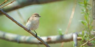 Attēlu rezultāti vaicājumam “Phylloscopus trochilus”