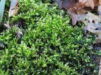 Attēlu rezultāti vaicājumam “Brachythecium rutabulum sporophyte”
