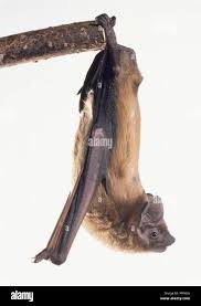 Attēlu rezultāti vaicājumam “Nyctalus noctula”