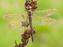Attēlu rezultāti vaicājumam “Aeshna grandis”