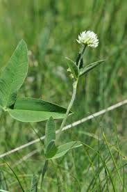 Attēlu rezultāti vaicājumam “Trifolium montanum”