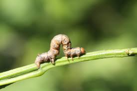 Attēlu rezultāti vaicājumam “Colotois pennaria”