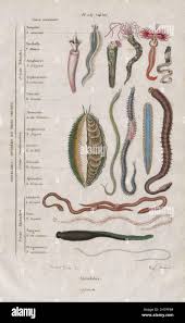 Attēlu rezultāti vaicājumam “Annelides”