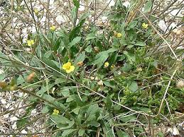Attēlu rezultāti vaicājumam “Diplotaxis muralis leaf”