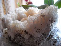 Attēlu rezultāti vaicājumam “Hericium coralloides”