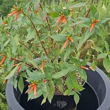 Image result for Cuphea ignea