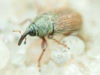 Attēlu rezultāti vaicājumam “Priobium carpini”