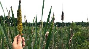 Attēlu rezultāti vaicājumam “Typha latifolia fruit”