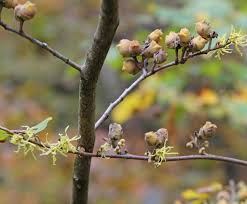 Attēlu rezultāti vaicājumam “Hamamelis virginiana bud”