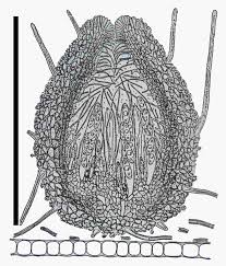 Attēlu rezultāti vaicājumam “Octosporella jungermanniarum”