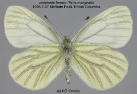 Attēlu rezultāti vaicājumam “Pieridae”