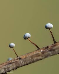 Attēlu rezultāti vaicājumam “Didymium spongiosum macro”