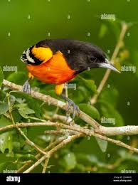 Image result for Icterus galbula
