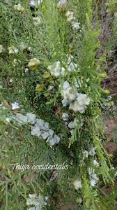 Attēlu rezultāti vaicājumam “Thuja occidentalis flower”