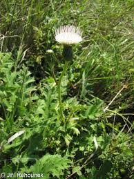 Attēlu rezultāti vaicājumam “Cirsium x rigens leaf”