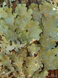 Attēlu rezultāti vaicājumam “Cetrelia olivetorum”