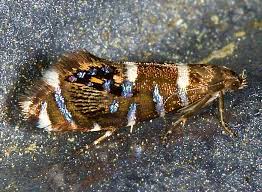 Attēlu rezultāti vaicājumam “Glyphipterigidae”