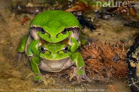 Attēlu rezultāti vaicājumam “Hyla arborea adult”