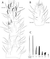 Attēlu rezultāti vaicājumam “Hypogastrura sp.”