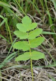 Image result for Pastinaca sativa