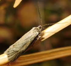 Attēlu rezultāti vaicājumam “Anacampsis blatariella”