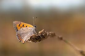 Attēlu rezultāti vaicājumam “Lycaena phlaeas underside”