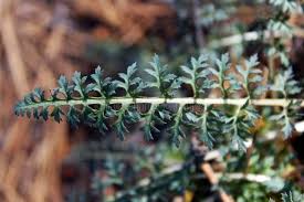 Attēlu rezultāti vaicājumam “Pedicularis palustris leaf”