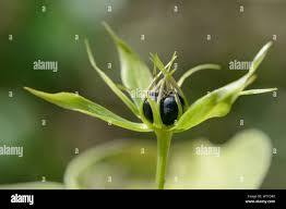 Attēlu rezultāti vaicājumam “Paris quadrifolia bud”
