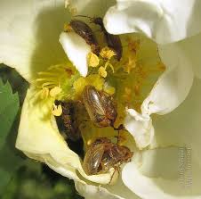 Attēlu rezultāti vaicājumam “Orsodacne cerasi”