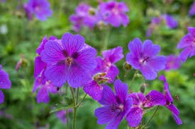 Image result for Storchschnäbel