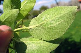 Attēlu rezultāti vaicājumam “Pyrus pyraster leaf”