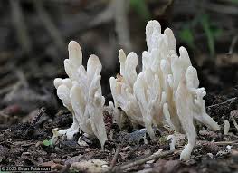 Attēlu rezultāti vaicājumam “Clavulina rugosa”