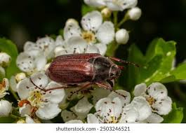 Attēlu rezultāti vaicājumam “Melolontha melolontha imago”