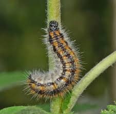 Attēlu rezultāti vaicājumam “Aporia crataegi larva”