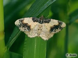 Attēlu rezultāti vaicājumam “Ligdia adustata”