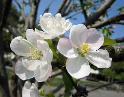 Attēlu rezultāti vaicājumam “Malus prunifolia”